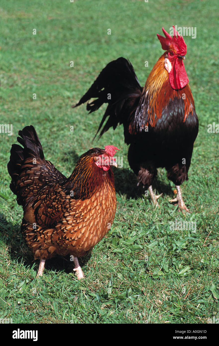 Cómo Se Dice En Inglés Gallina Antiguo juego de ingles Fotos e Imágenes de stock - Alamy