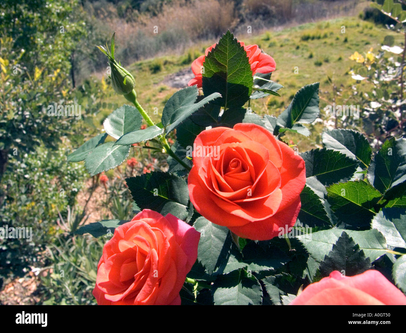 Rosas en miniatura que crece en un jardín salvaje, en la cima de una  colina, en miniatura de rosas rojas, flor rosa flores hojas hojas bud yemas  de plantas vegetales Fotografía de