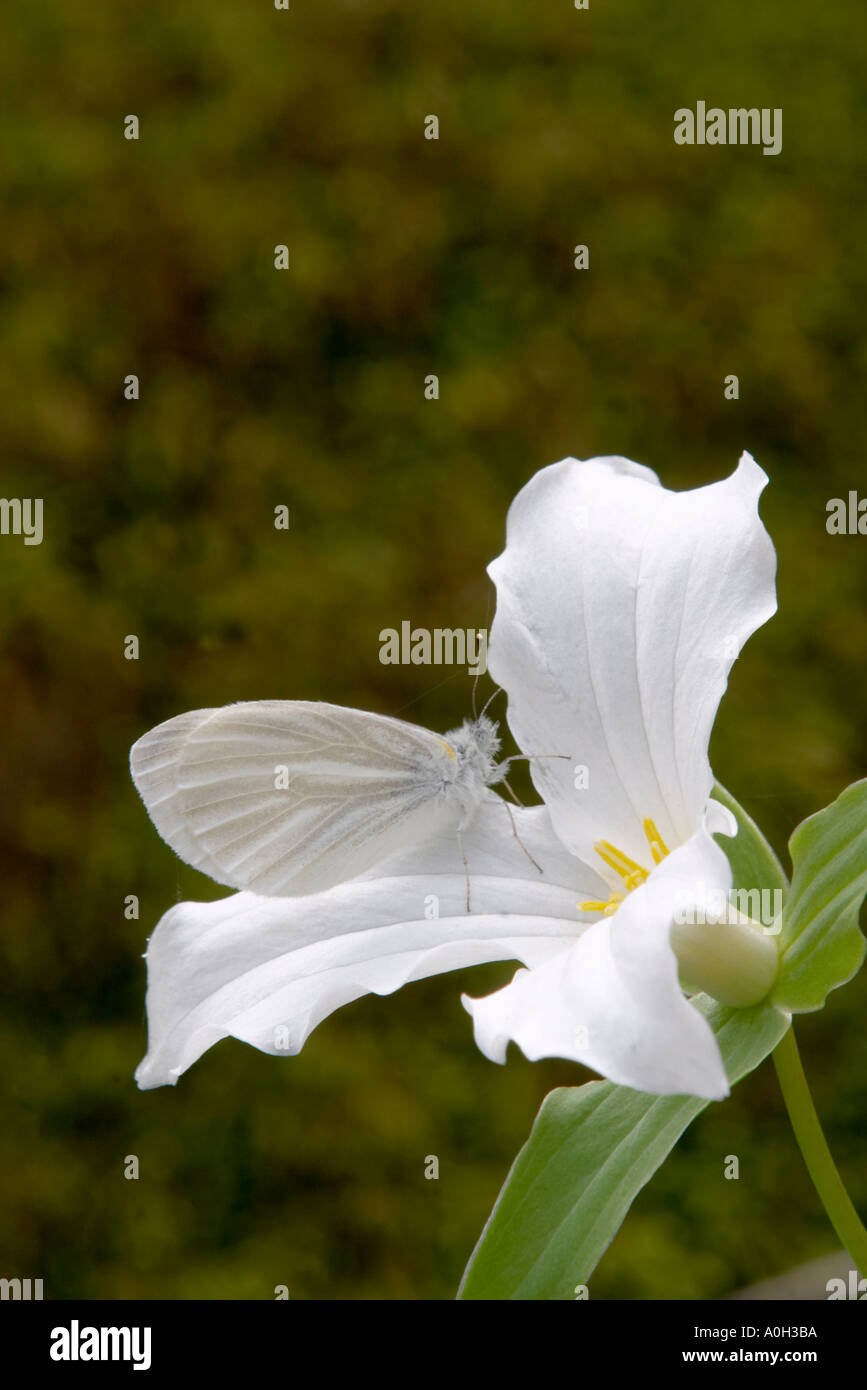 Flor grande con mariposa blanca sobre ella Fotografía de stock - Alamy Flor grande con mariposa blanca sobre ella Fotografía de stock - Alamy
