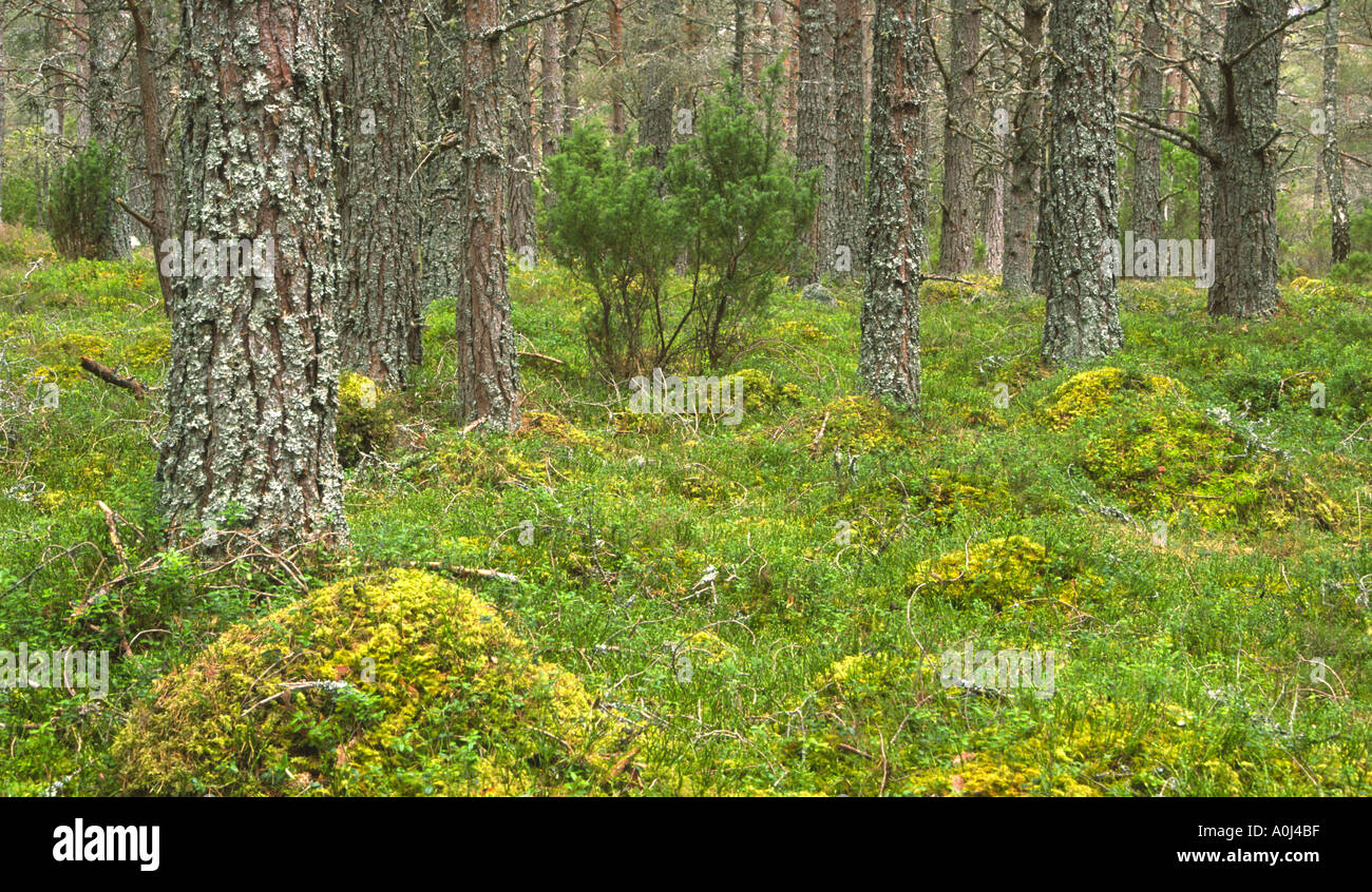 Escocia Highlands Cairngorm National Park una plantación de pino de Caledonian encontrados en Rothiemurchus estate Foto de stock