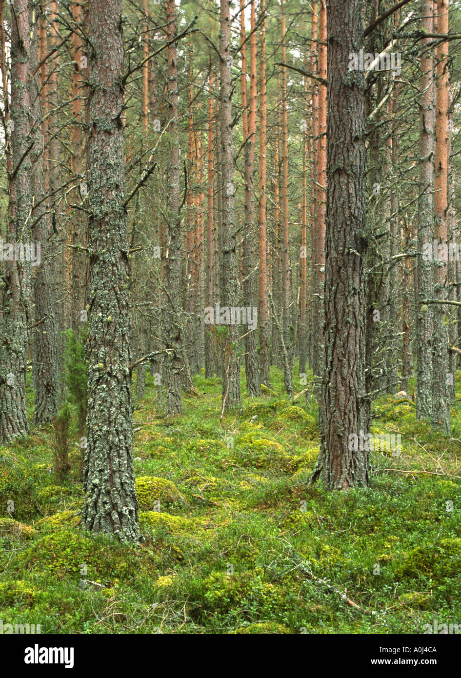 Escocia Highlands Cairngorm National Park una plantación de pino de Caledonian encontrados en Rothiemurchus estate Foto de stock