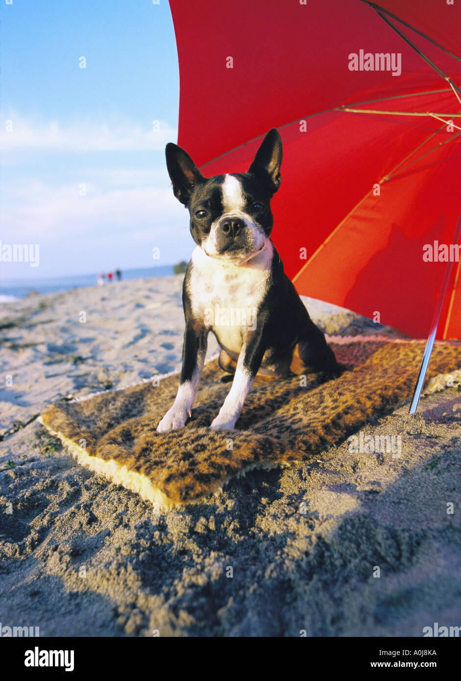 Boston Terrier en la playa. Foto de stock