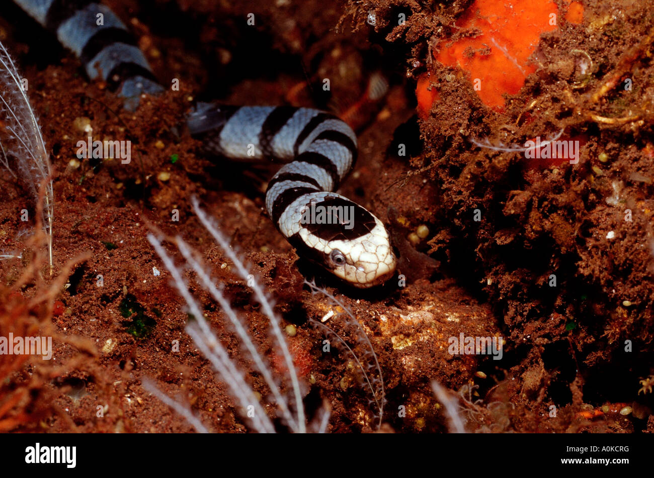 Amarillo con bandas labio Laticauda colubrina serpiente de mar del Océano Índico de Bali Indonesia Foto de stock