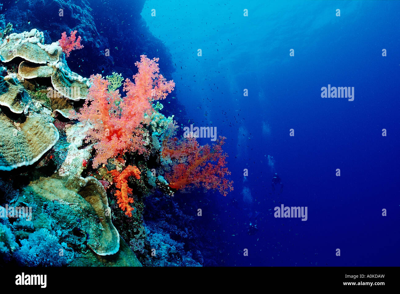 Coloridos arrecifes de coral del Mar Rojo de Hurghada Egipto Foto de stock