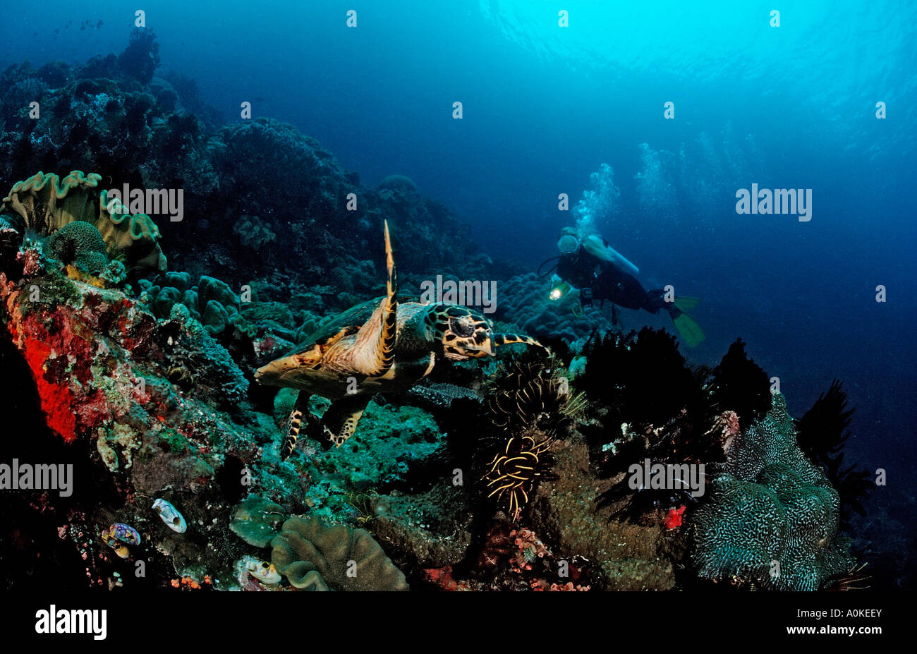La tortuga carey Eretmochelys imbricata y buzo Komodo Indio Pacífico Indonesia Foto de stock