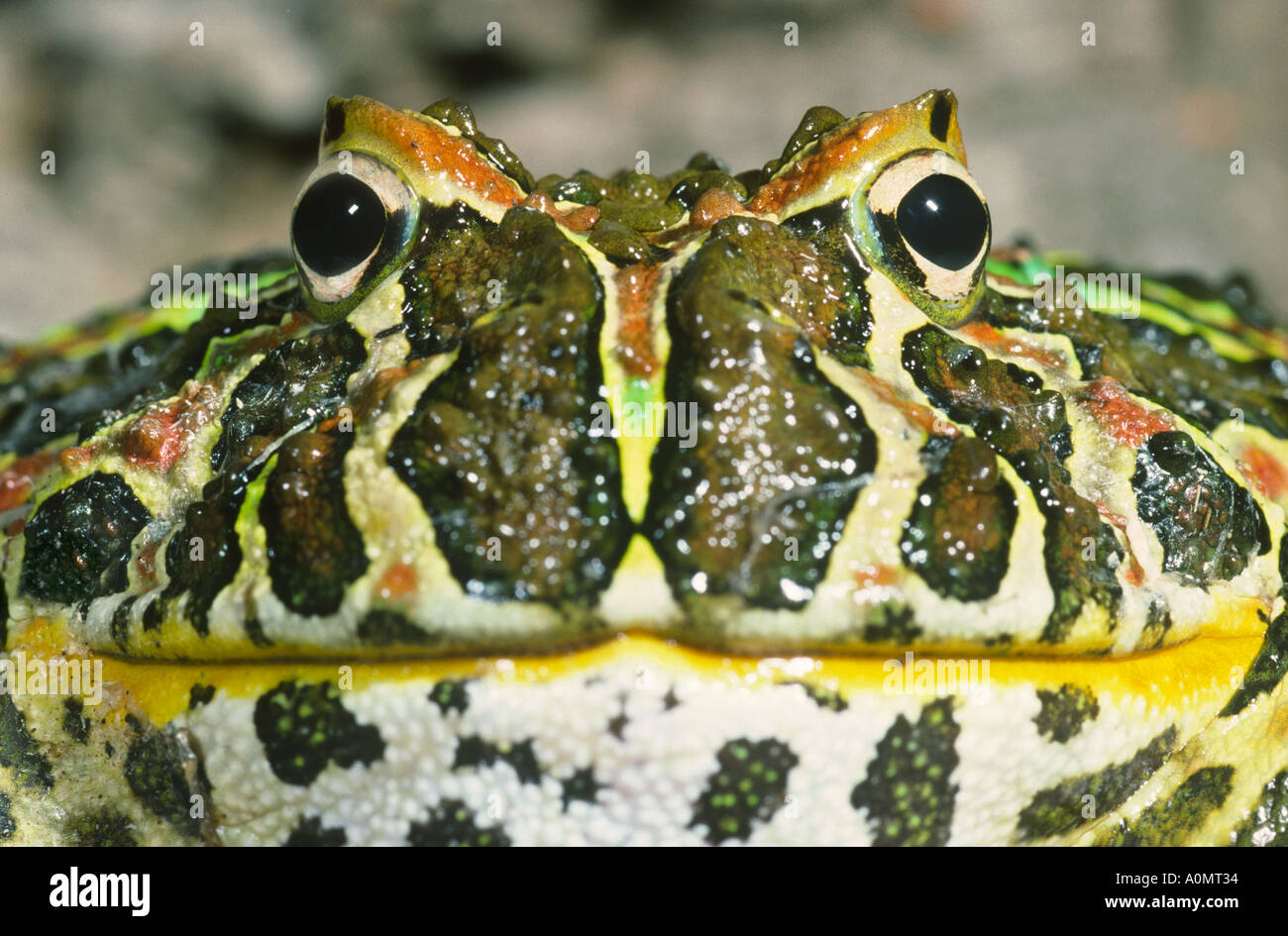 Sapo cornudo argentino Ceratophrys Calcorata Fotografía de stock - Alamy