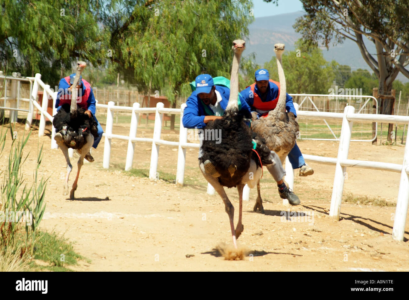 Avestruz montando Fotos e Imágenes de stock Página 3 Alamy