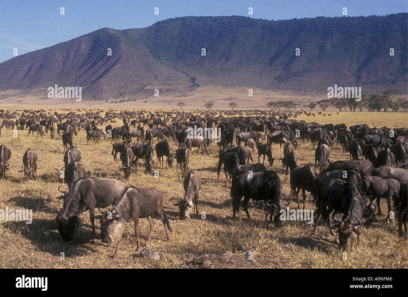 Una manada de miles de ñus cráter del Ngorongoro Tanzania Foto de stock