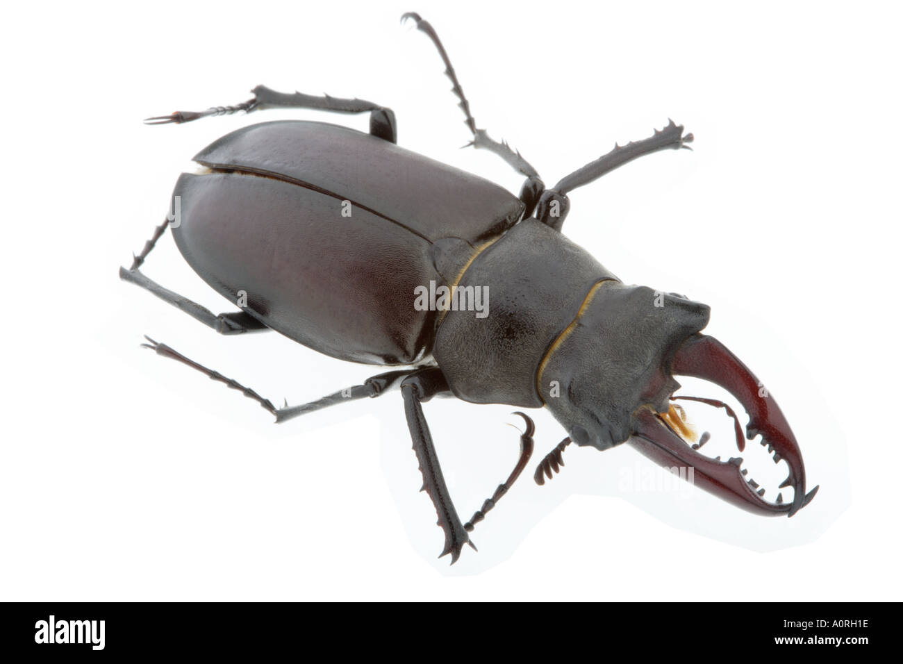 Escarabajo ciervo Cornamenta con las mandíbulas Foto de stock