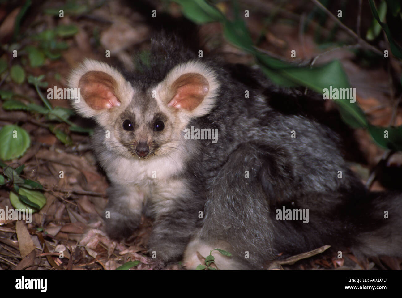 La mayor planeador que habita los bosques de Australia oriental es raramente fotografiado animal nocturno - en la naturaleza Foto de stock