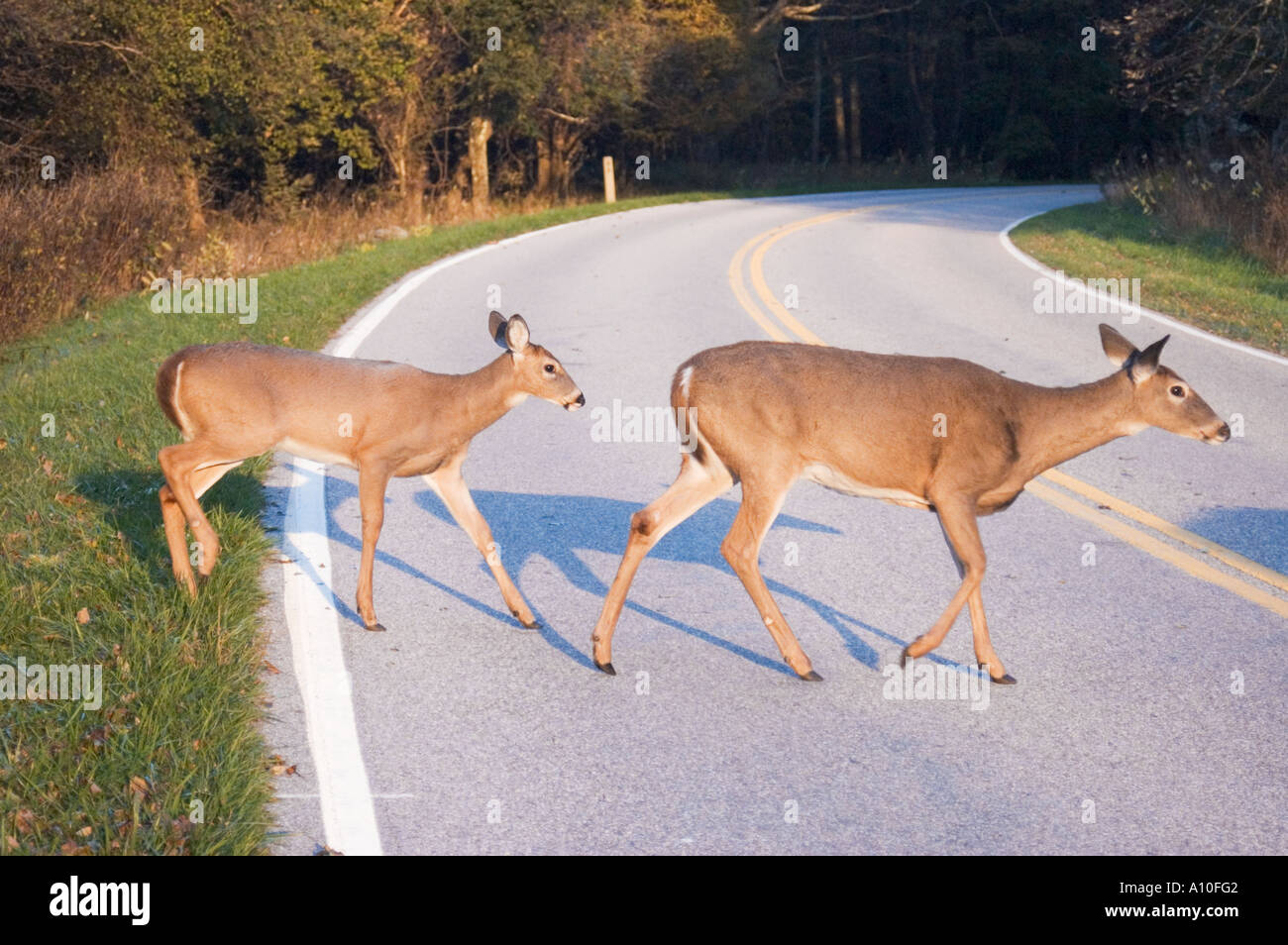 Dos ciervos cruzando Skyline Drive en el Parque Nacional Shenandoah Foto de stock