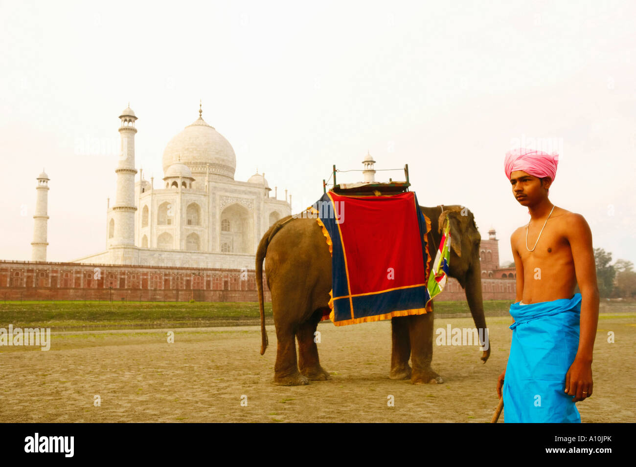 Joven parado cerca de un elefante, el Taj Mahal, Agra, Uttar Pradesh, India Foto de stock