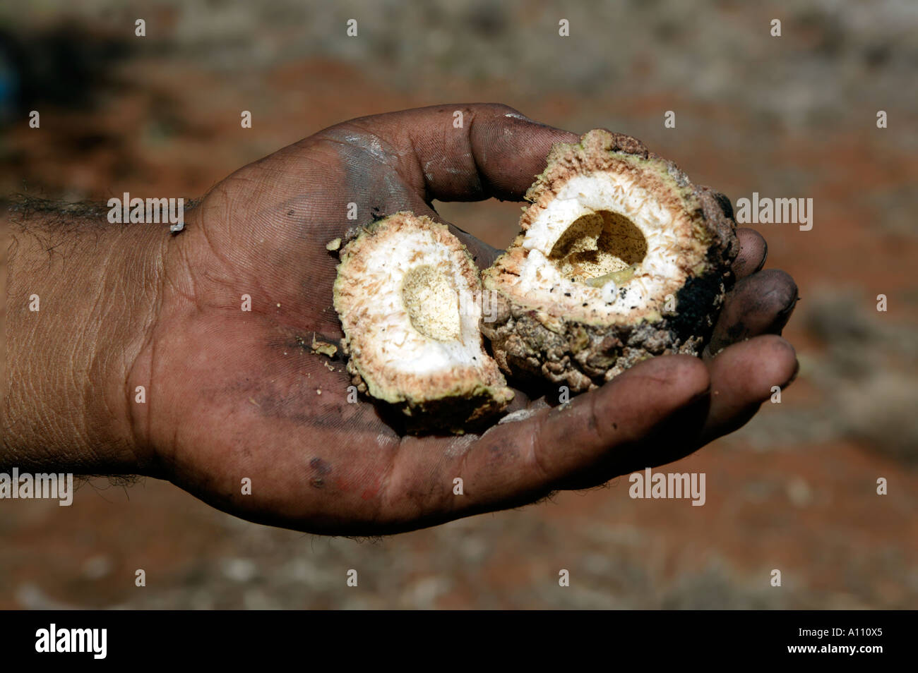 Coco arbusto come como bush tucker por aborígenes, los Anangu Pitjantjara patrias, Australia del Sur. Foto de stock