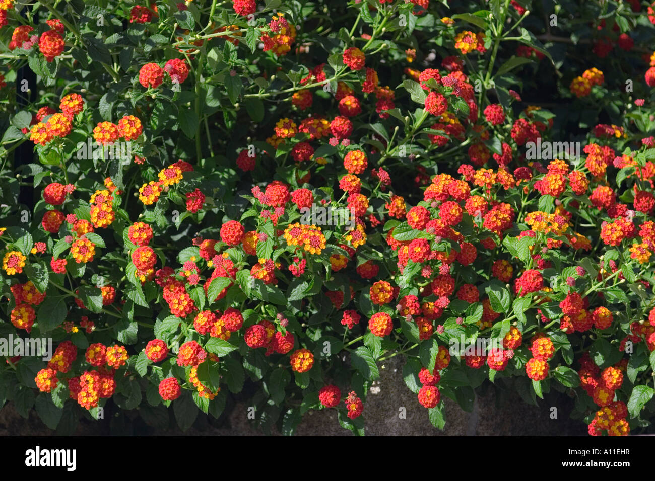 Una floración amontonarse lantana (Lantana camara). Portugal. Macizo de  lantanas (Lantana camara) en fleurs (Portugal Fotografía de stock - Alamy