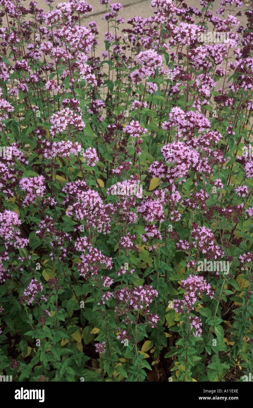 Origanum onites Foto de stock