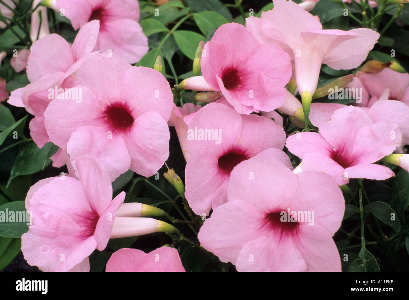 Pandorea jasminoides Superba 'Rosea', planta trepadora, enredadera Bower,  flores rosas, jardín de plantas de invernadero pandoreas Fotografía de  stock - Alamy