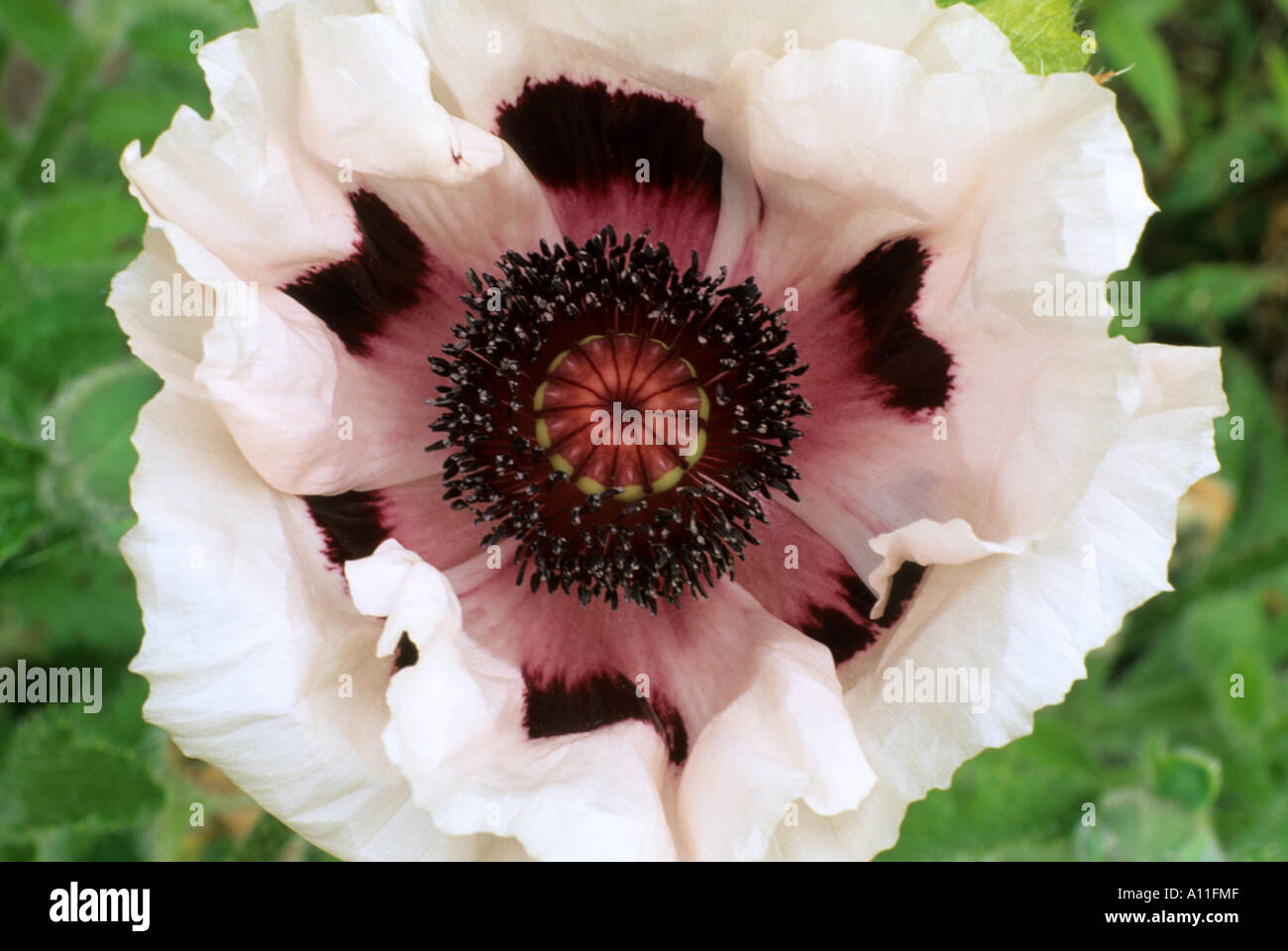 Papaver orientale 'Mrs. Perry', oriental adormidera, flor de color blanco y negro, jardín vegetal, horticultura amapolas Foto de stock