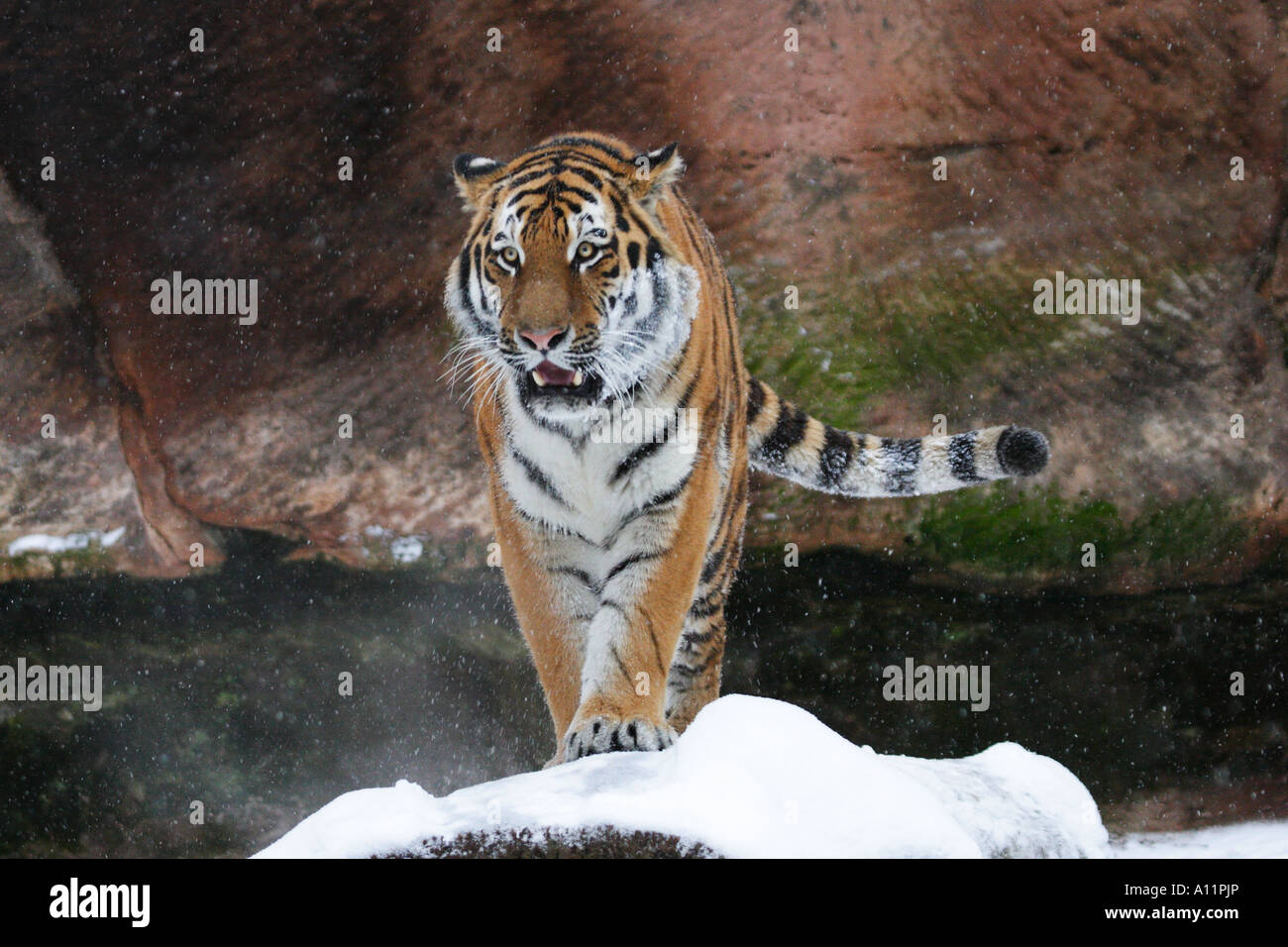 Panthera tigris altaica, Armurtiger Foto de stock