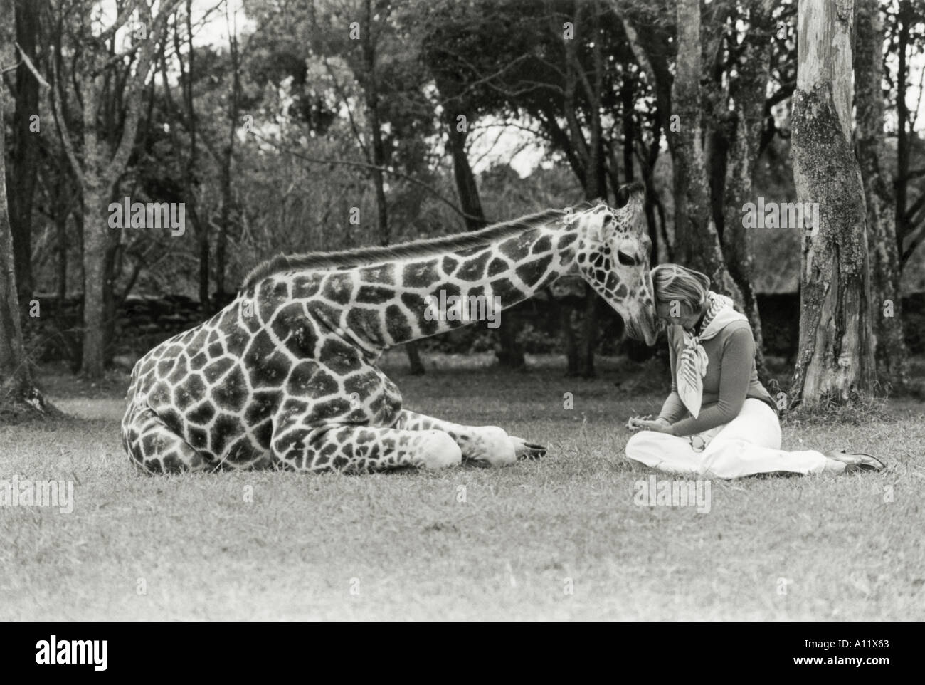 Betty Leslie Melville, escritor y conferencista, con Marlon, una jirafa Rothschild en Kenya 1977 Foto de stock