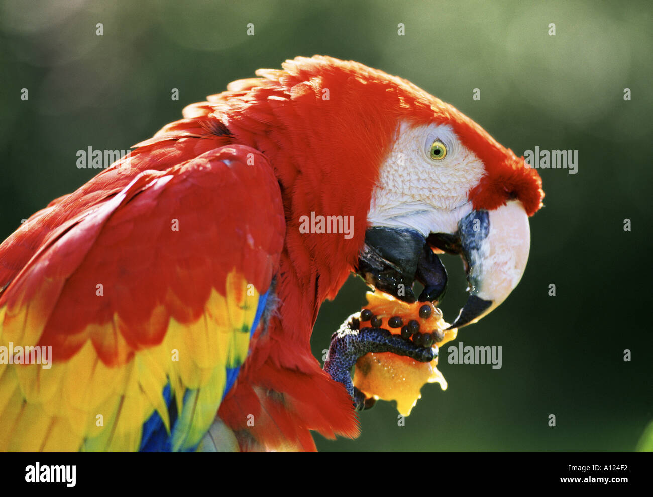 Sentido del gusto de las aves fotografías e imágenes de alta resolución -  Alamy