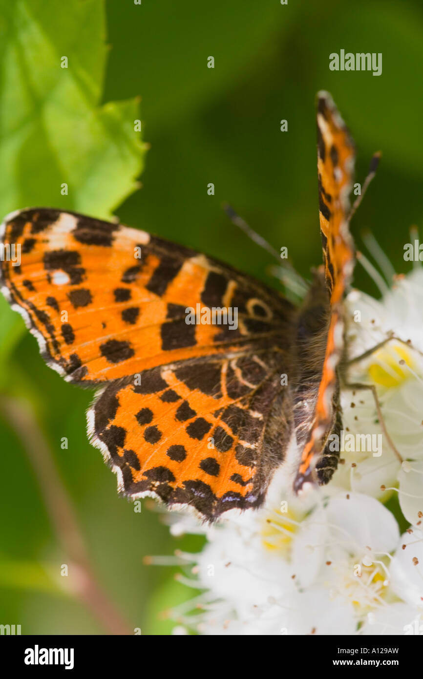 Naranja con manchas marrones mapa butterfly sentado en flor blanca Foto de stock