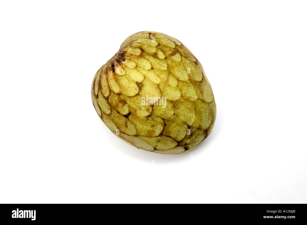 Annona reticulata la chirimoya una fruta tropical de West Indies con carne comestible de recubrimiento de semillas es difícil si las semillas son ingeridos Foto de stock