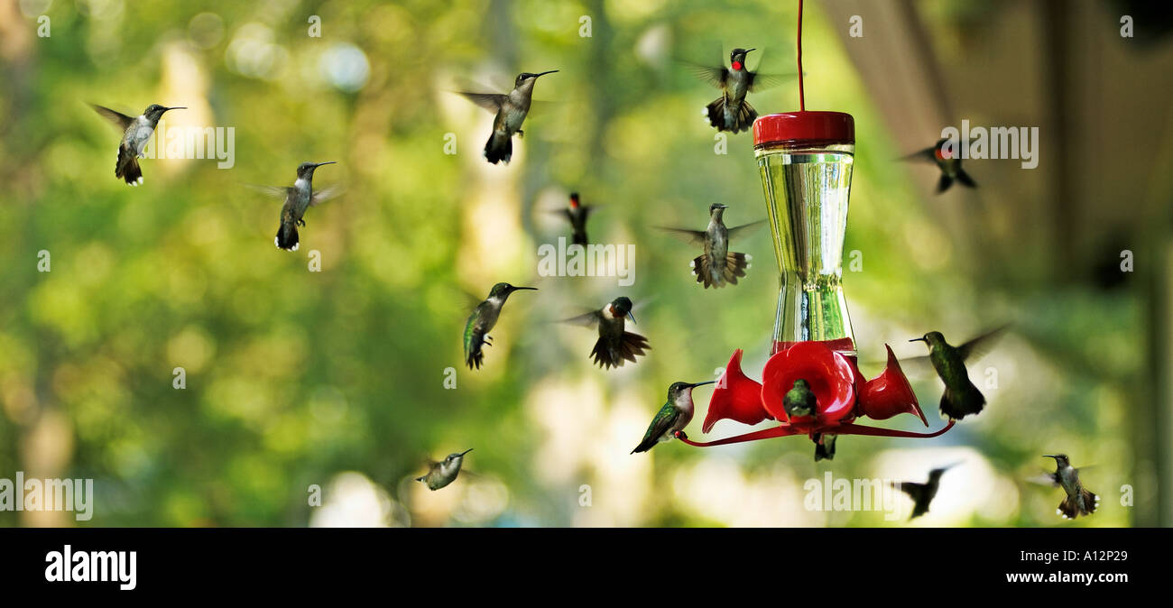 Ruby throated humming birds fotografías e imágenes de alta resolución -  Alamy