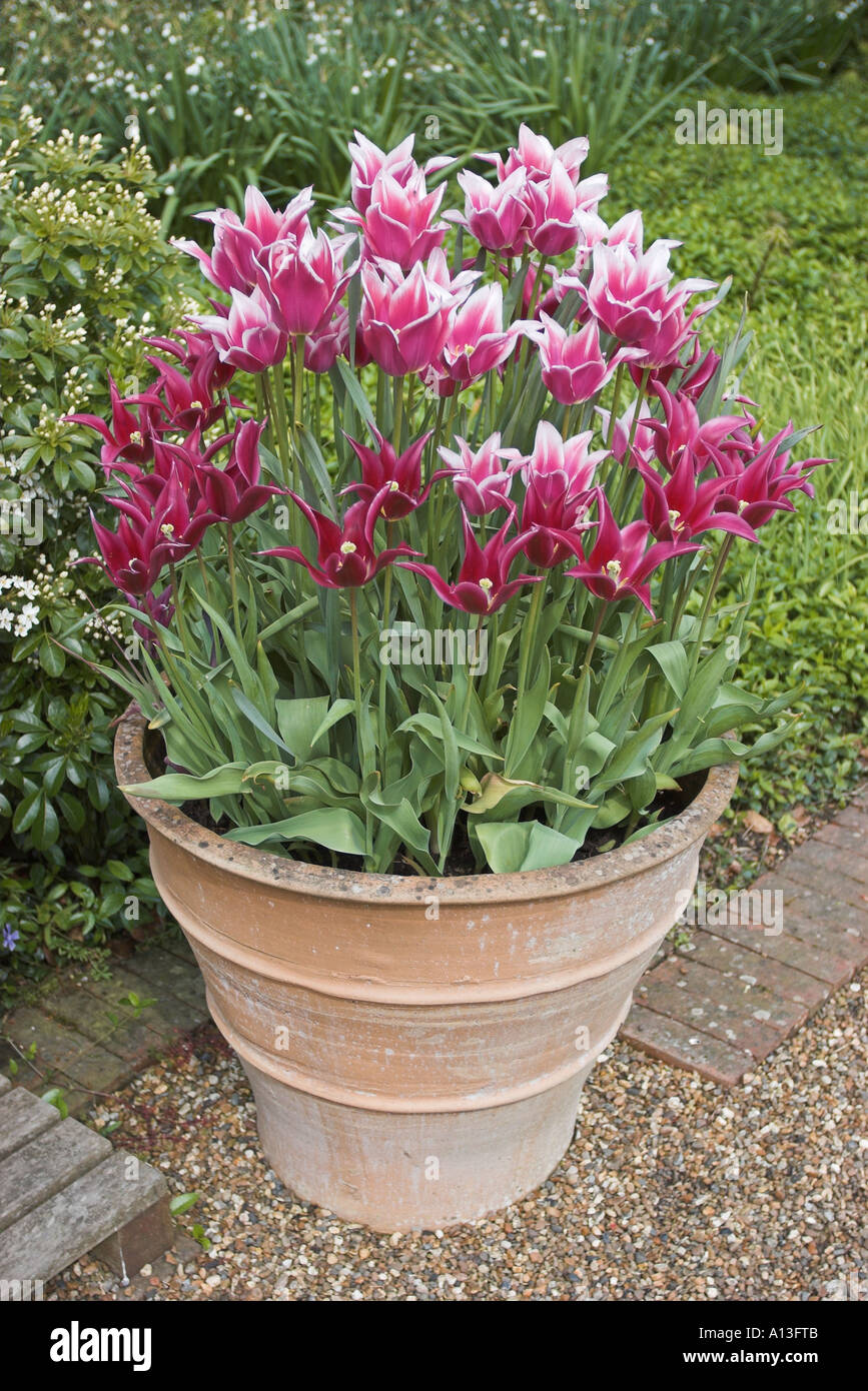 Los tulipanes en una tina Walmer Castle tratar Kent England Foto de stock