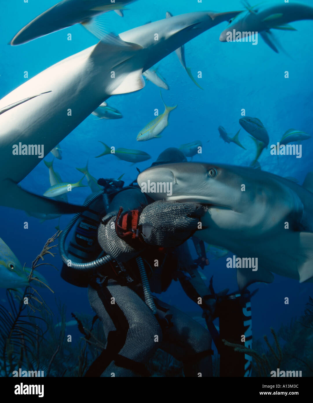 Alimentador de tiburones profesional con la mano en la boca de tiburón Freeport Grand Bahamas island Islas Bahamas Foto de stock