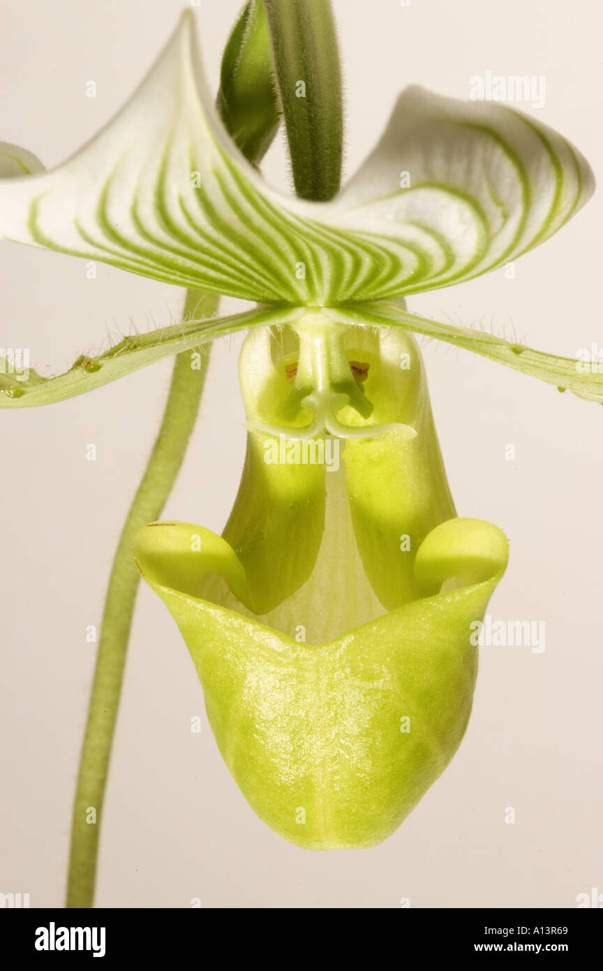 Paph paphiopedilum orchid fotografías e imágenes de alta resolución -  Página 2 - Alamy