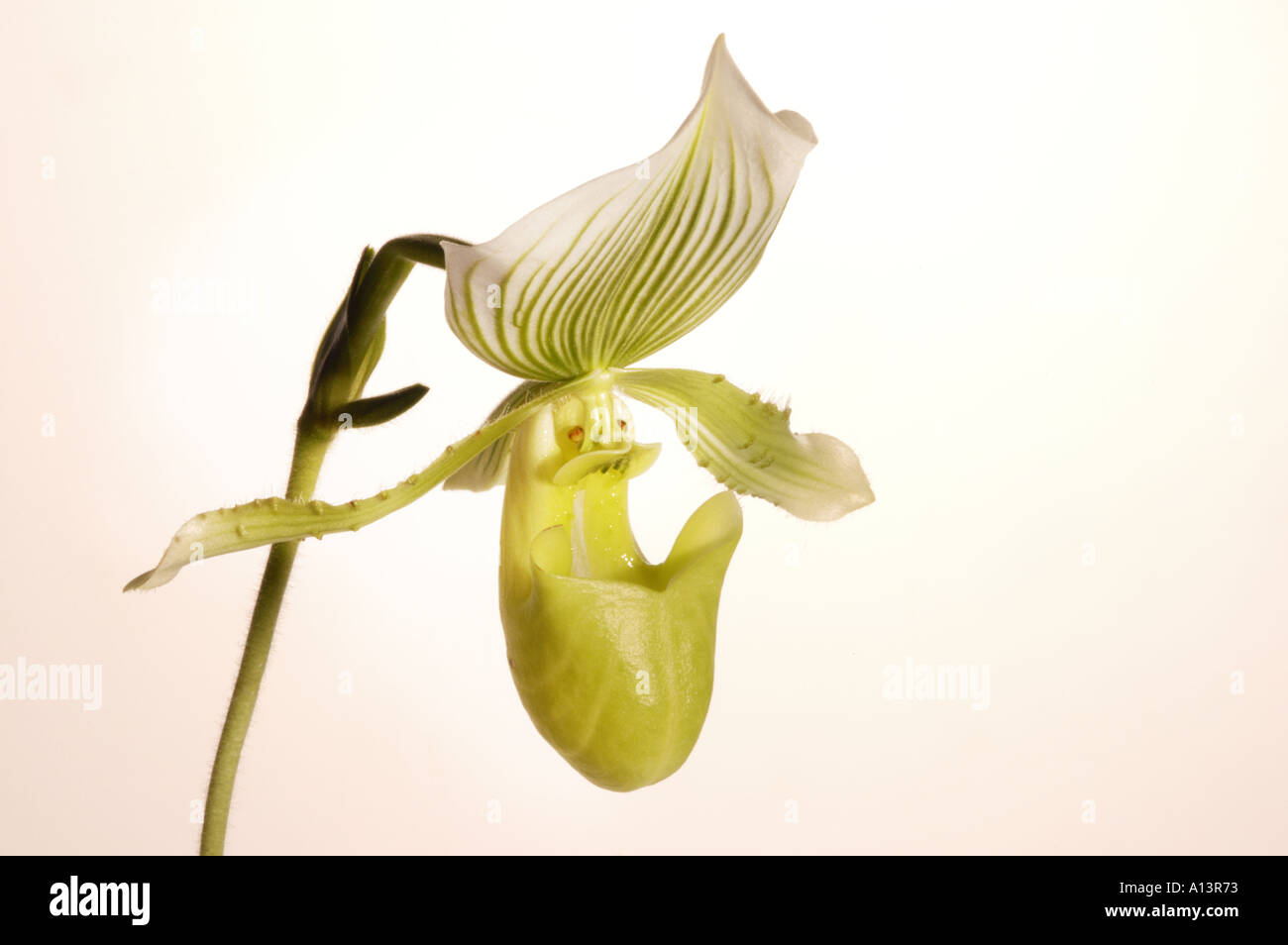 Paph paphiopedilum orchid fotografías e imágenes de alta resolución -  Página 2 - Alamy