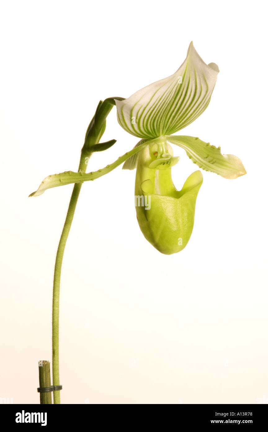 Paphiopedilum orchid hybrid fotografías e imágenes de alta resolución -  Página 4 - Alamy