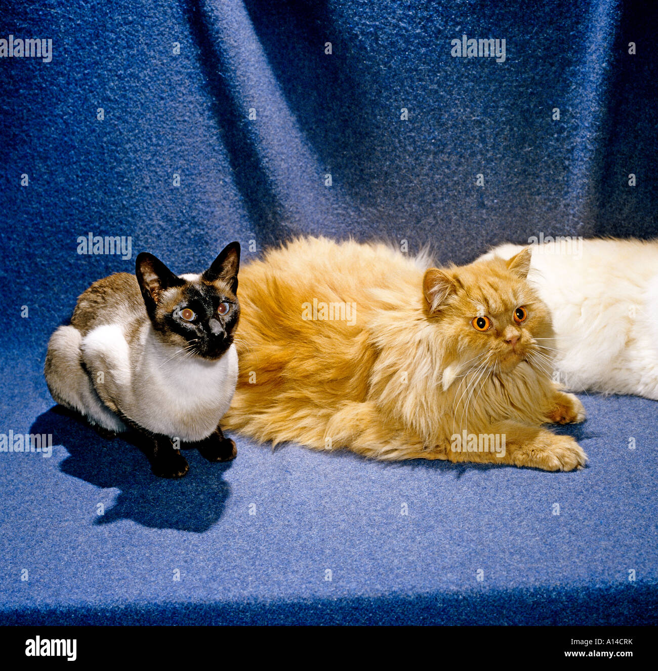 Un humo rojo pelo largo persa gato doméstico y un gato siamés Fotografía de  stock - Alamy