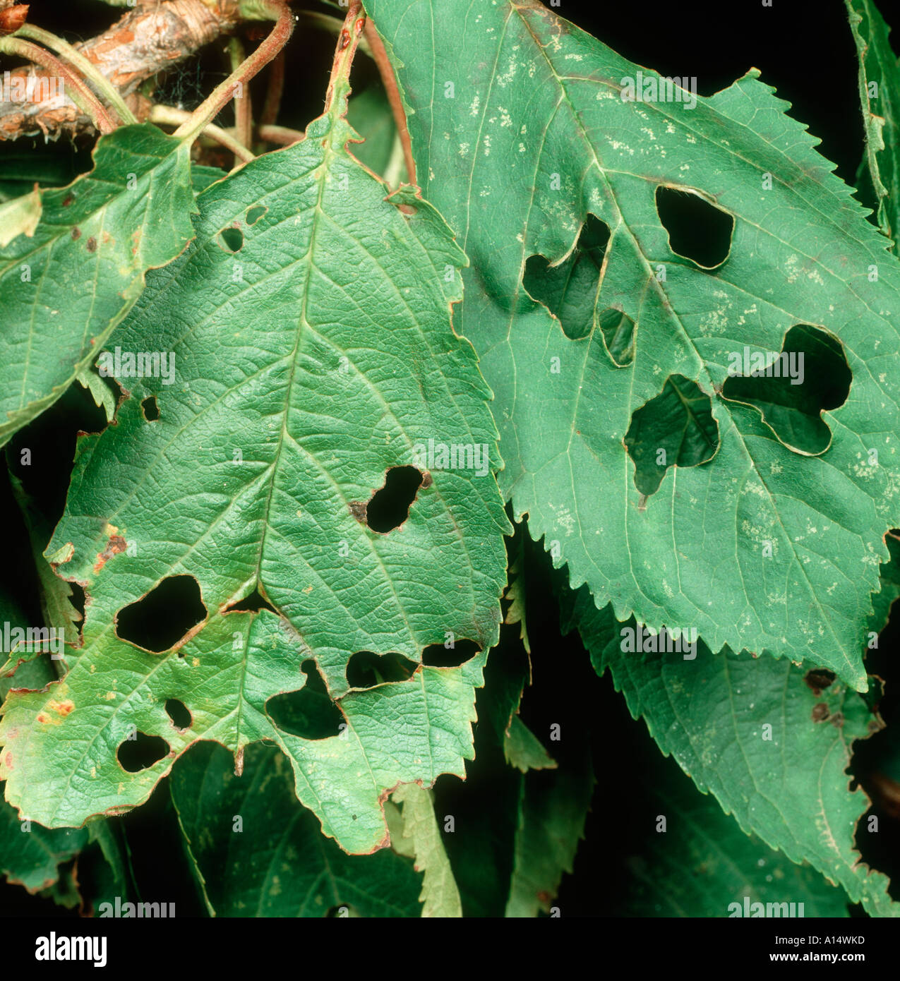 Orificio de disparo Pseudomonas syringae mors prunorum sobre hojas de cerezo Foto de stock