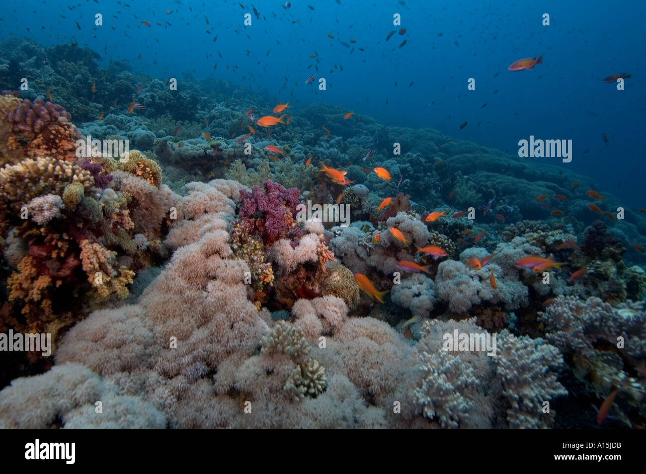 Arrecifes del mar rojo Foto de stock