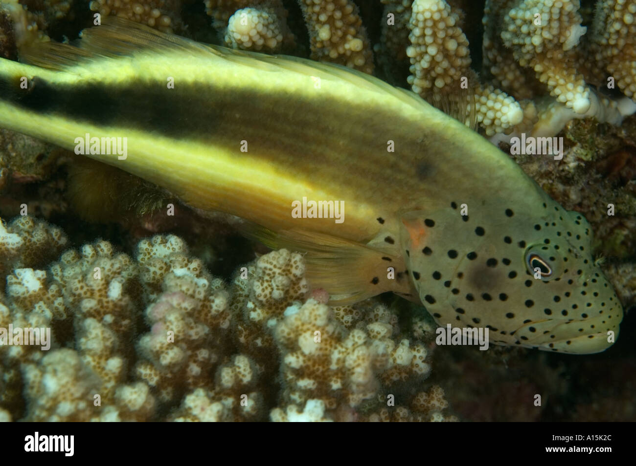 Forsters hawkfish paracirrhites forsteri Foto de stock