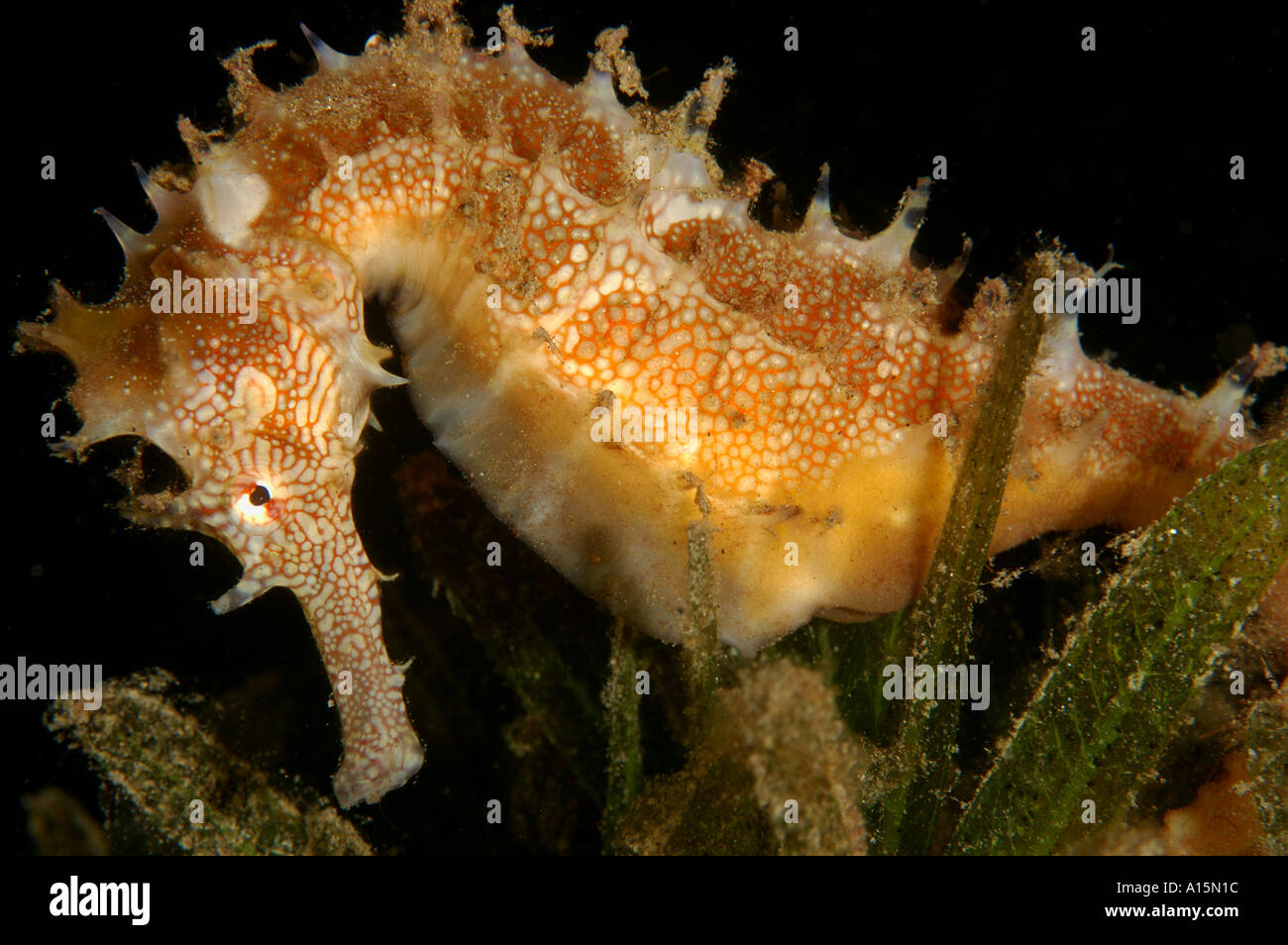 Caballito de mar, Hippocampus jayakari espinosa Foto de stock
