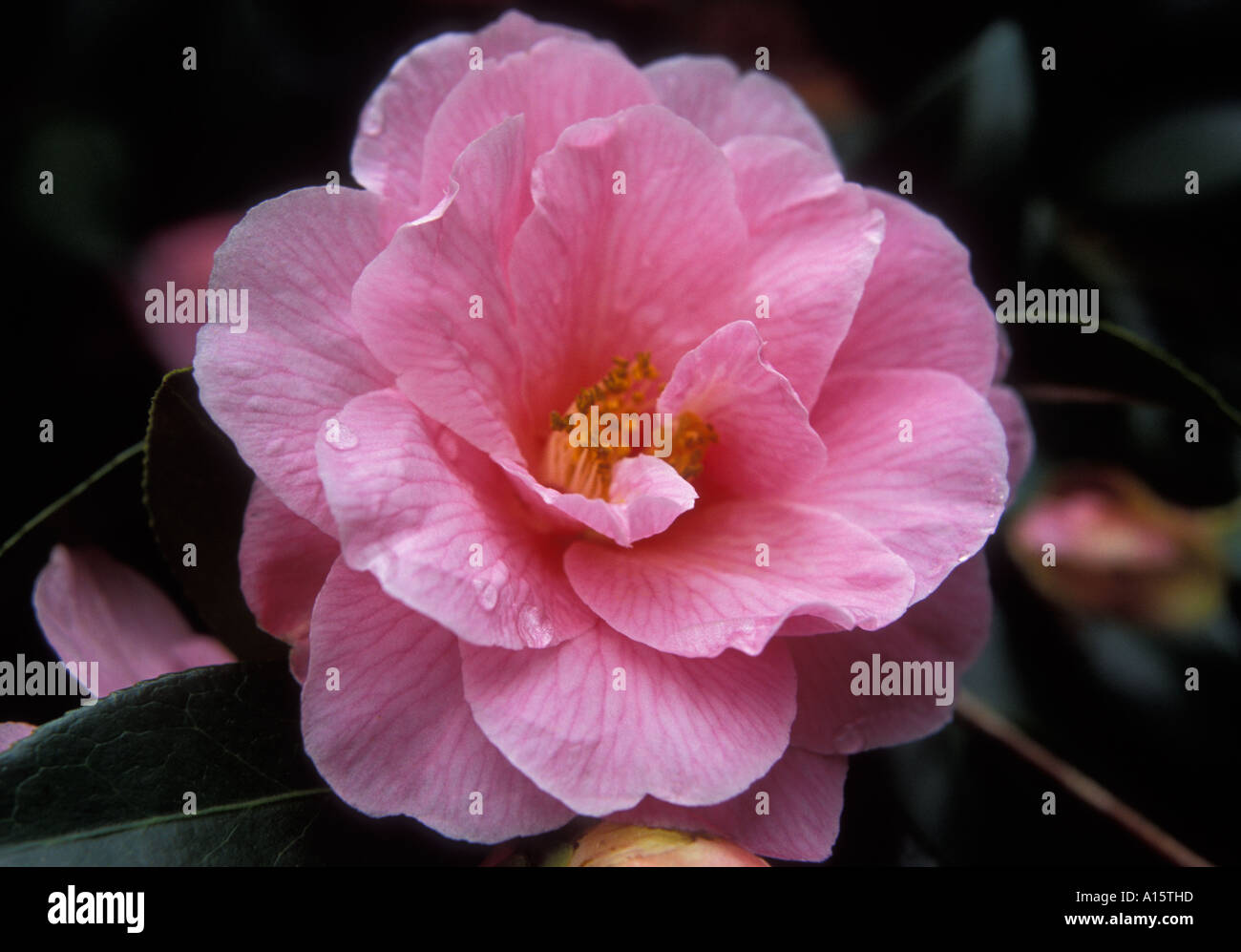 Camellia japonica TINTE LILA Foto de stock