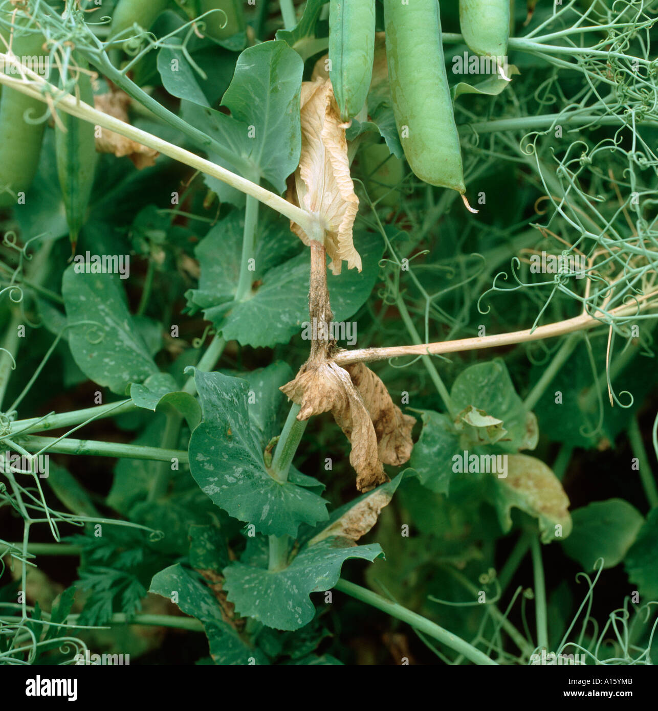 Guisante tallo y hoja axials infectado con moho gris Botrytis cinerea Foto de stock