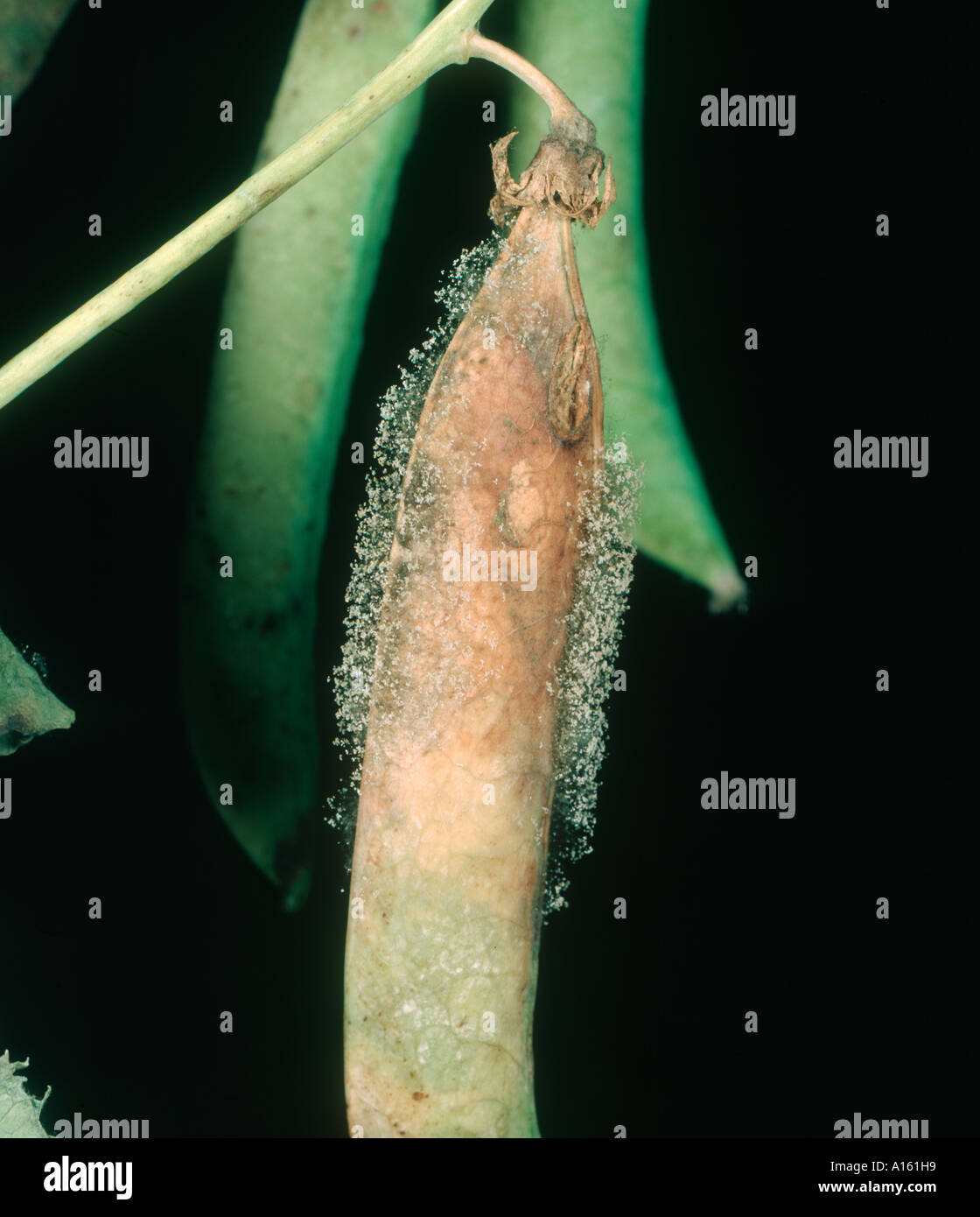El moho gris Botrytis cinerea micelio en vaina de guisante enfermo Foto de stock
