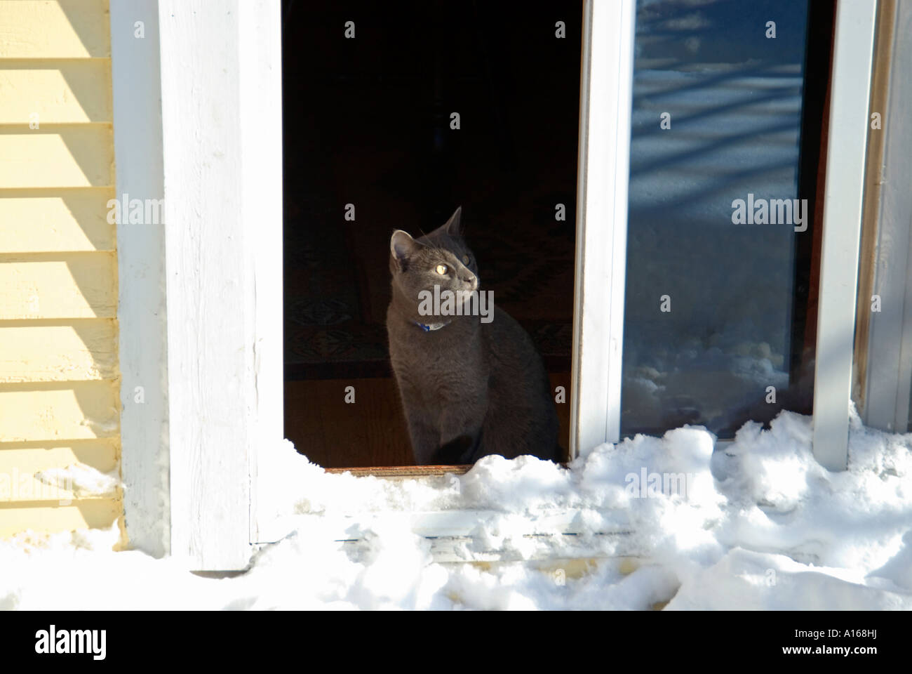 Nevado gatito Foto de stock