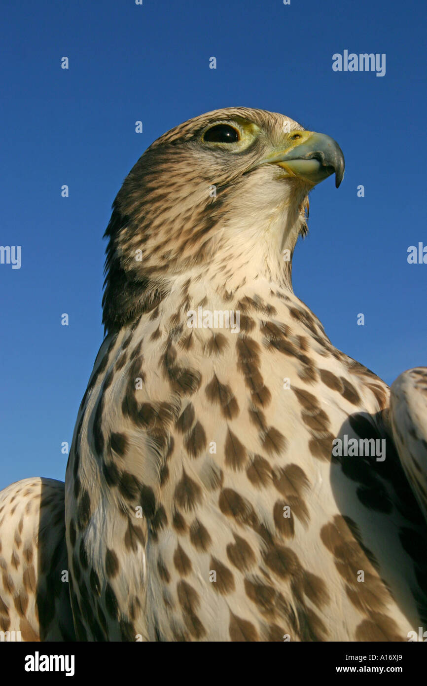 Halcón Sacre Falco cherrug Altai en Rusia Foto de stock