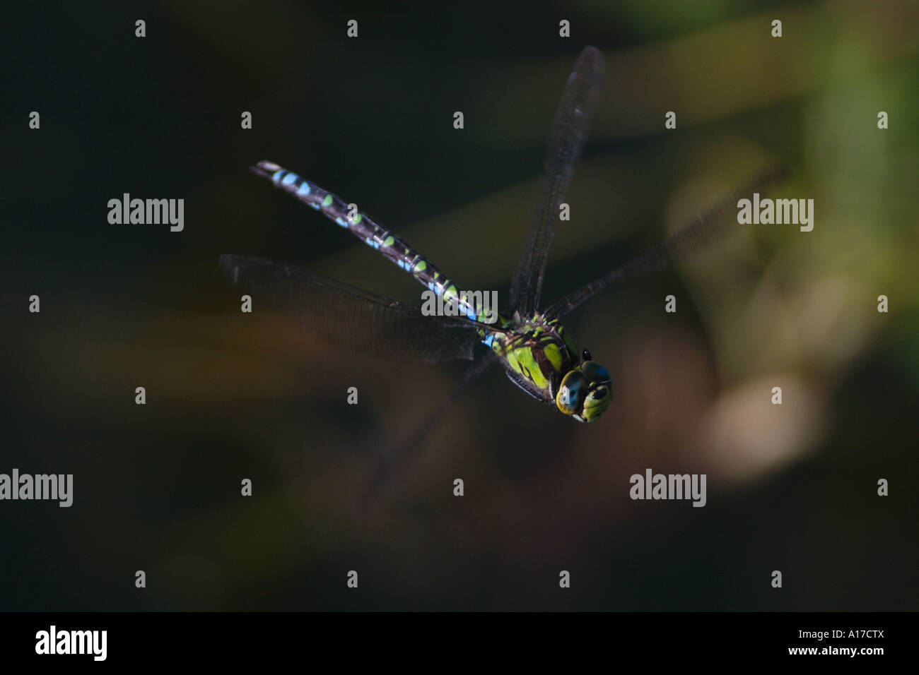 Verde azulado Mosac Darner en vuelo Foto de stock