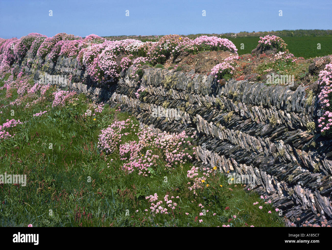 Diseño espigado sobre un muro de piedra seca en la ruta de la costa de Cornualles Cornualles en Inglaterra UN C Waltham Foto de stock