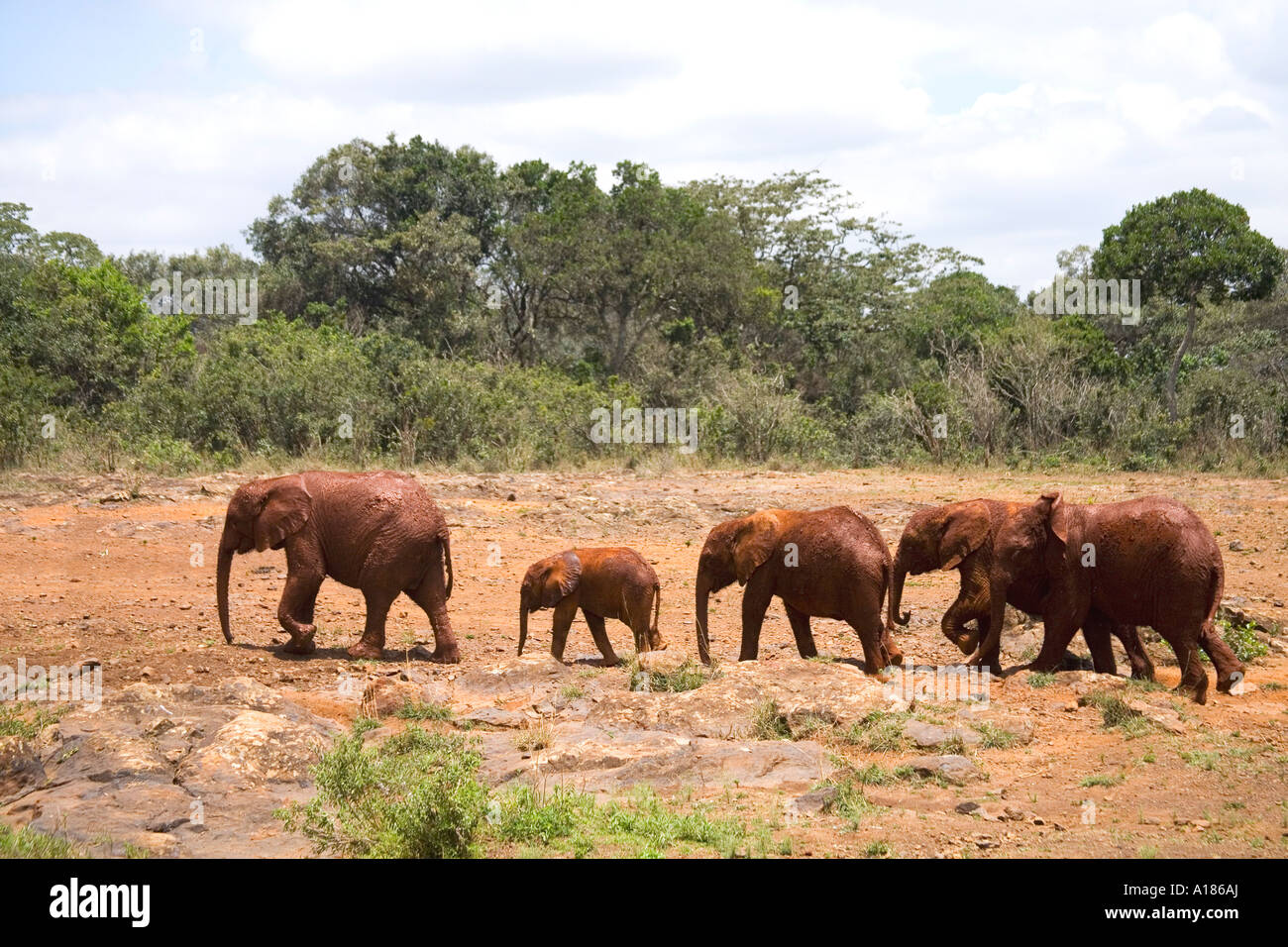Los elefantes bebé huérfano en el David Sheldrick Wildlife Trust santuario en Nairobi Kenya África Oriental Foto de stock