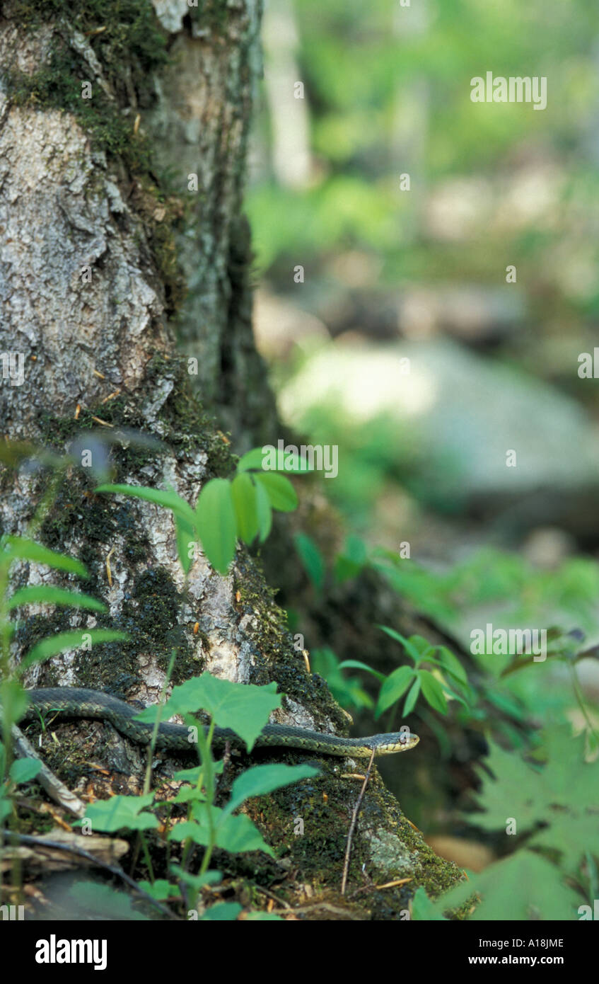 Una Oriental Garter Snake, Thamnophis sirtalis sirtalis, repta alrededor del tronco de un viejo arce de azúcar en las Montañas Blancas de NH. Foto de stock