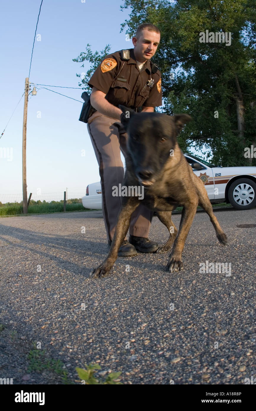 K 9 Fonz controlando sospechoso en el suelo. Dog Handler sheriff Lytle es la celebración de Fonz vuelve para la seguridad de la sospecha. Foto de stock