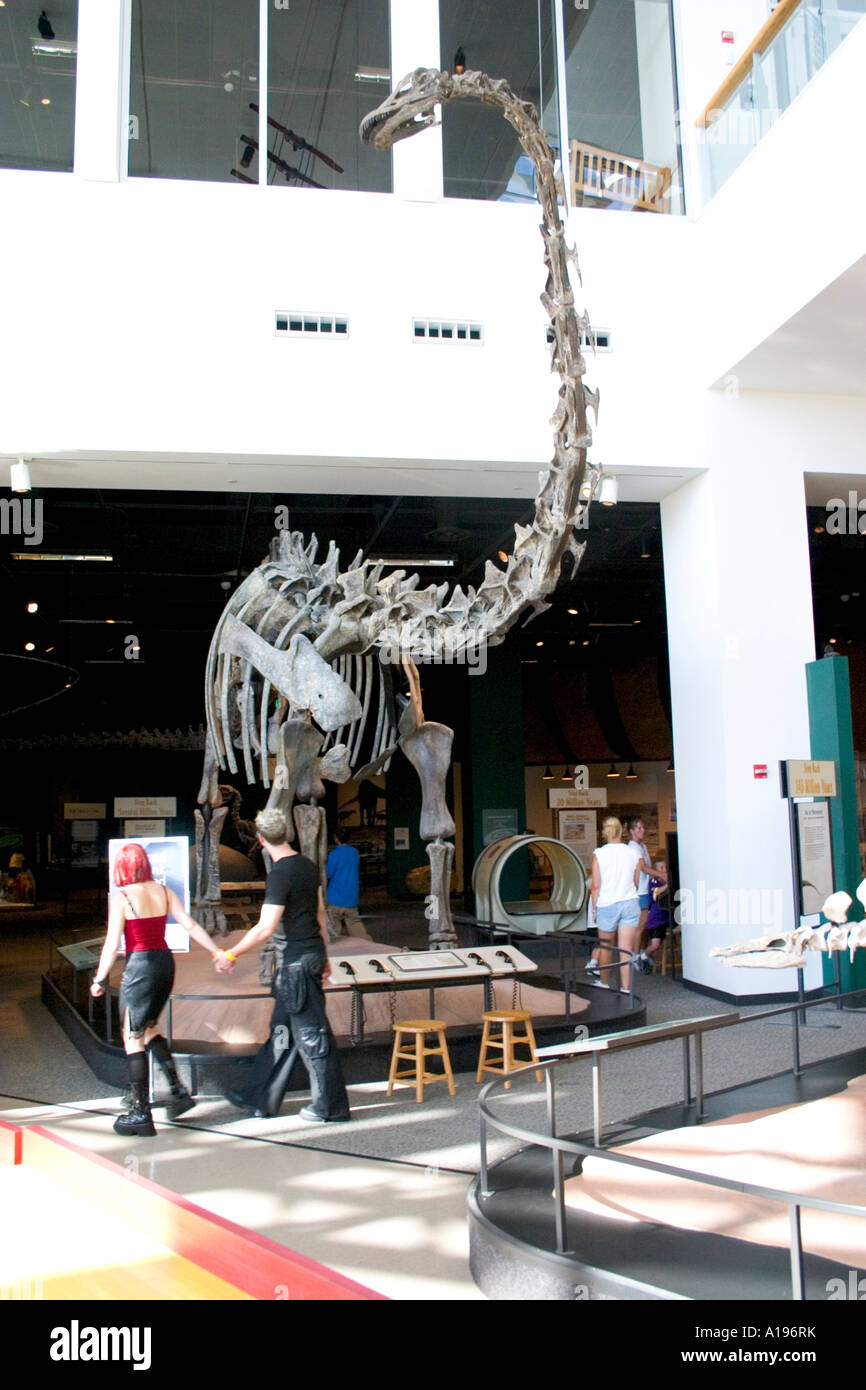 Dinosaurio Diplodocus prehistóricos del periodo Jurásico muestra en el Museo de la ciencia. St Paul MN Minnesota EE.UU. Foto de stock