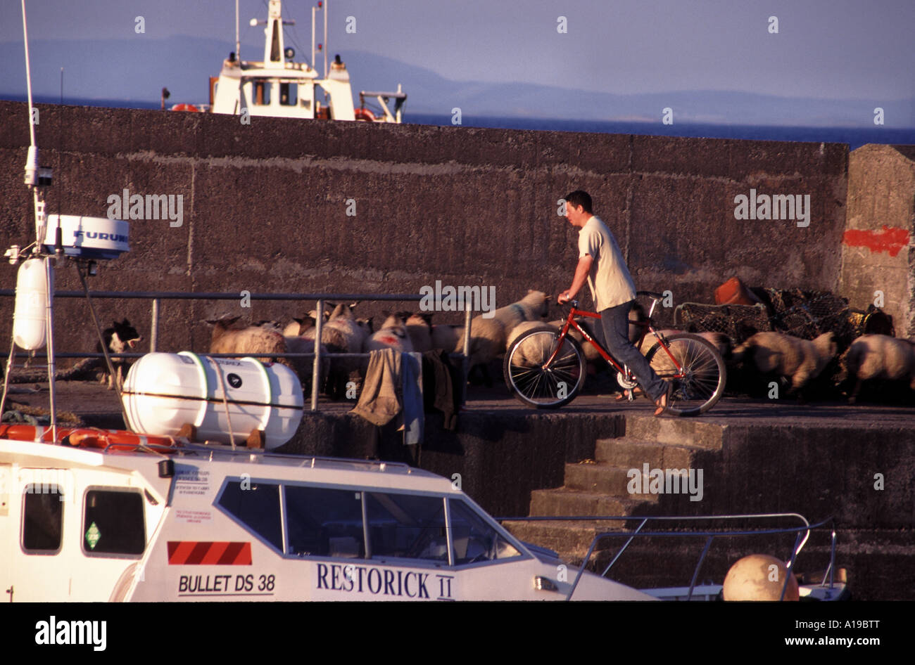 Clare Island Harbour al oeste de Irlanda la oveja de aterrizaje Foto de stock