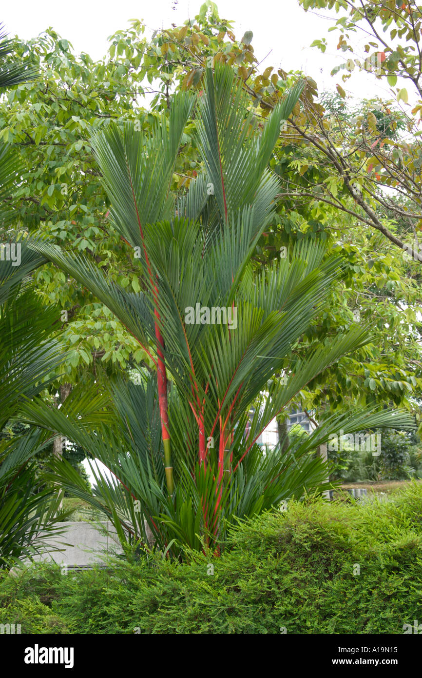 Clúster de lacre rojo palmeras Cyrtostachys renda Foto de stock